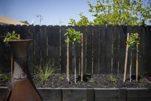 Black Mulch in garden with fence behind