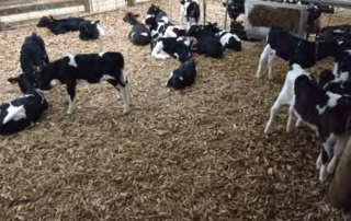 Bedding for calf sheds